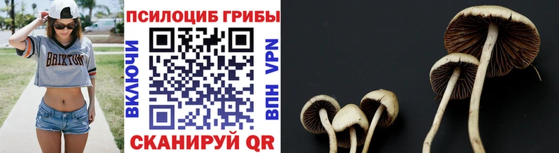 Галлюциногенные грибы MAGIC MUSHROOMS  где купить   кракен зеркало  Верея 